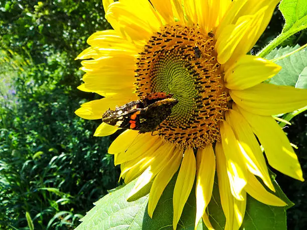 Photo of Butterfly on a sunflower