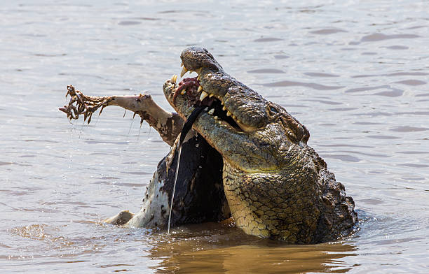 istock Crocodile eats a wildebeest in the Mara river. Kenya. Maasai Mara. 545081842