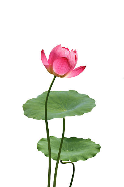 istock Lotus and Lotus leaf 545082220
