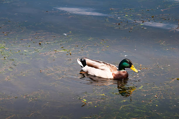 istock Duck in city park 545082510