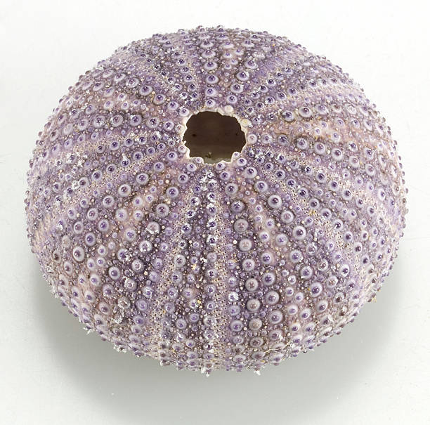 istock sea urchin shell on white beckground 545082774
