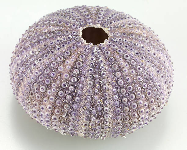 istock sea urchin shell on white beckground 545083462