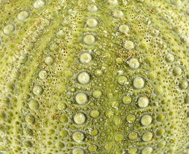 sea urchin shell details - green sea urchin fotos imagens e fotografias de stock