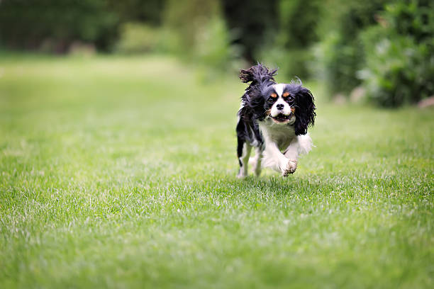 istock portrait of a dog 545083986
