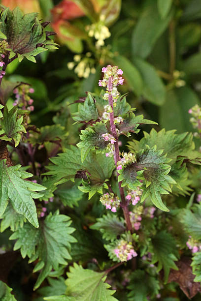 istock Perilla - Lamiaceae - Perilla Frutescens 545084032