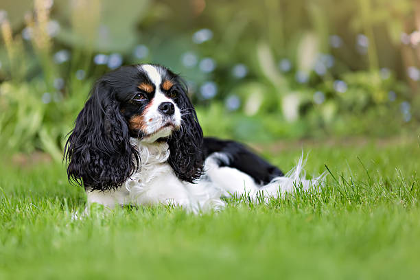 istock portrait of a dog 545084078