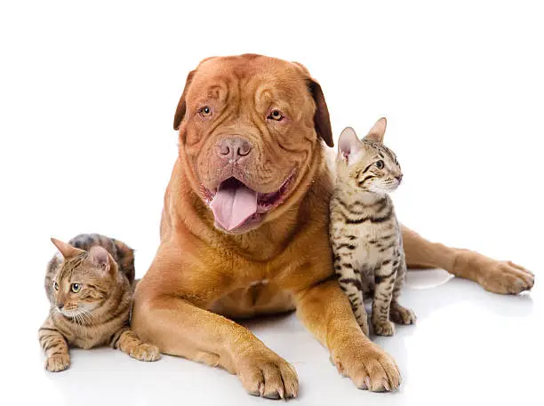 Dogue de Bordeaux (French mastiff) and two leopard cats (Prionailurus bengalensis). looking at camera. isolated on white background