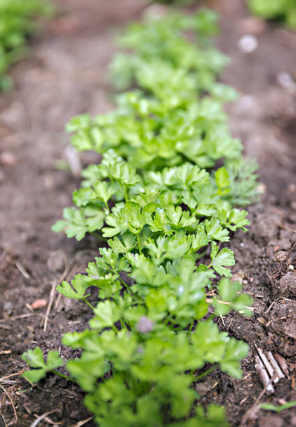istock organic parsley in the garden 545084322