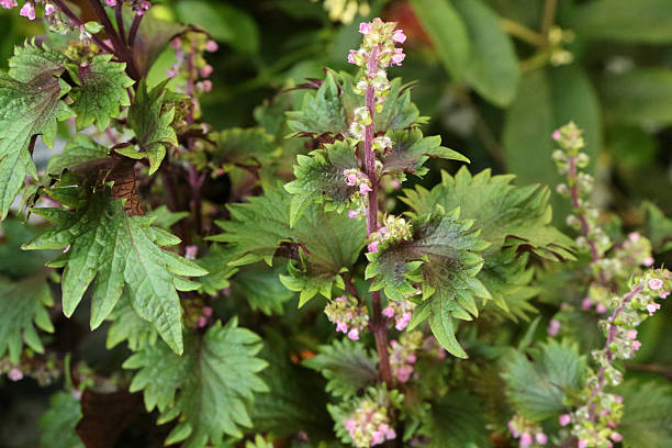 perilla-lamiaceae-perilla frutescens - shiso stock-fotos und bilder