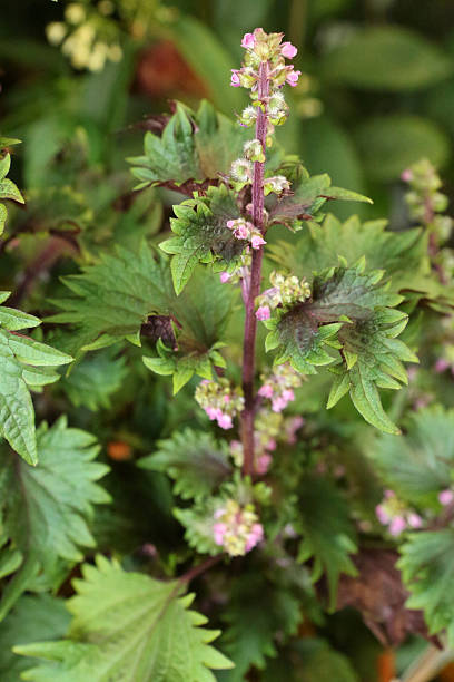 istock Perilla - Lamiaceae - Perilla Frutescens 545084520