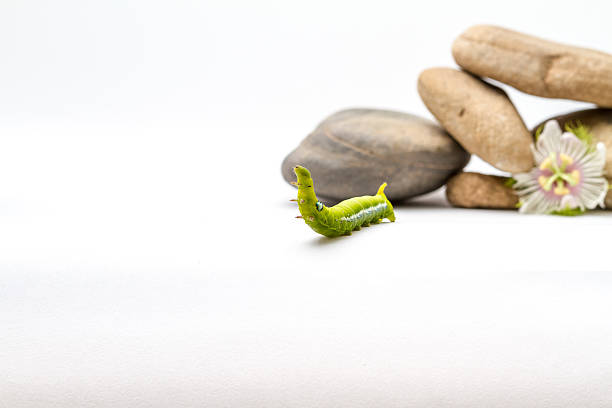 leg Daphnis Nerii purple flower pebbles and stones and an Daphnis Neriion a natural green background, this Daphnis Nerii on an stalk of an planton a natural green background, this legs from Daphnis Nerii on an stalk of an plant oleander hawk moth stock pictures, royalty-free photos & images