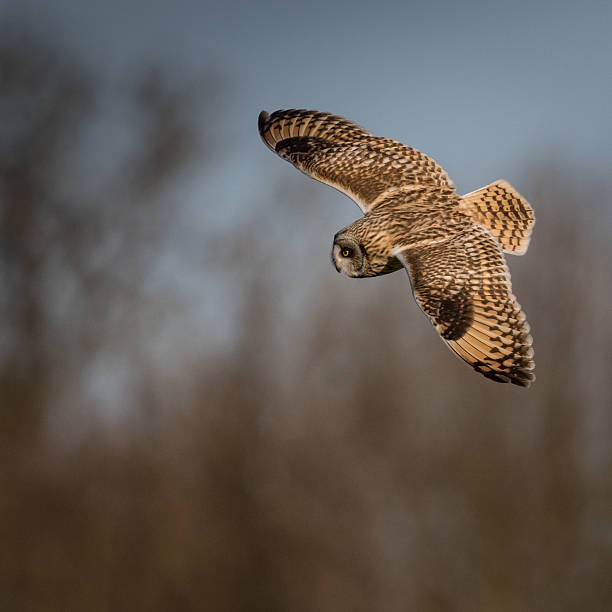 istock Wild Short eared owl banking round in flight 545084866