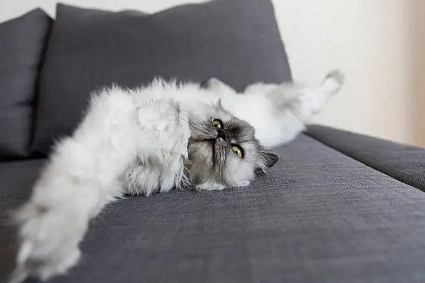 Photo of Cat lying relaxed on his back and looking into camera