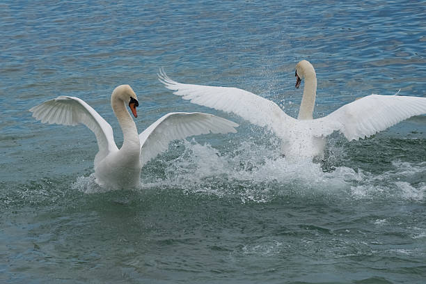 Swans dance, Lake Geneva, Switzerland