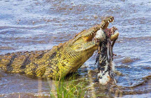 istock Crocodile eats a wildebeest in the Mara river. Kenya. Maasai Mara. 545086418