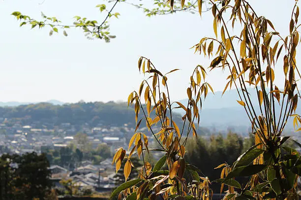 View of Kyoto from the Ginkakuji Temple with the leaves as clear foreground