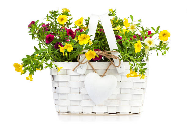 White gift basket with heart-shaped pendant filled with yellow and purple millionbells flowers isolated on white background