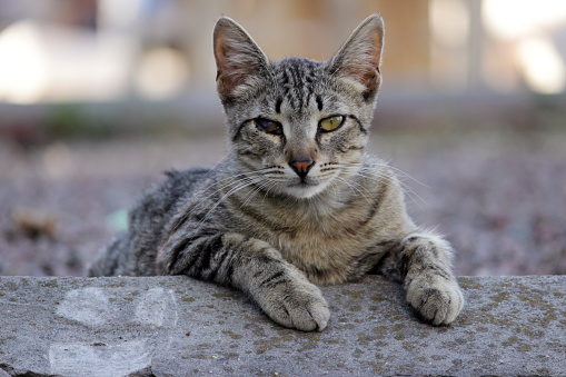 homeless cat infected with feline herpesvirus - Feline viral rhinotracheitis or chlamydiosis - Chlamydia psittaci with eyes conjunctivitis and Panophthalmitis