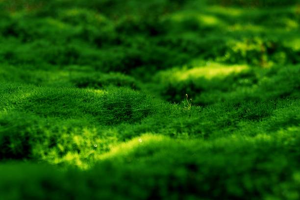 モスの庭園 - moss ストックフォトと画像