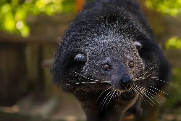 Binturong or bearcat (Arctictis binturong). The binturong is widespread in south and southeast Asia occurring in Bangladesh, Bhutan, Myanmar, China india and indonesia