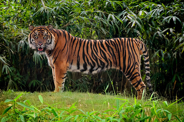 A Tiger looking right at the camera.