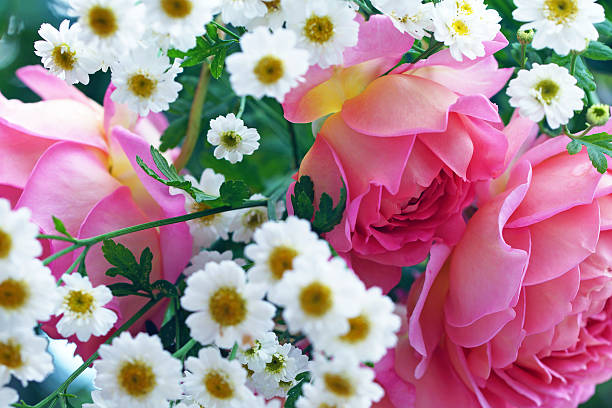 English roses and featherfew, Germany, Eifel.