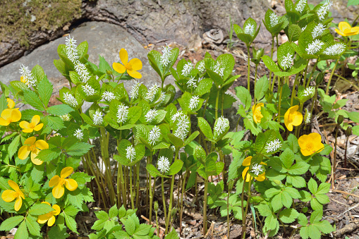 A close up of the yellow and white spring flowers (Hloranthus japonicus), (Hylomecon vernalis).
