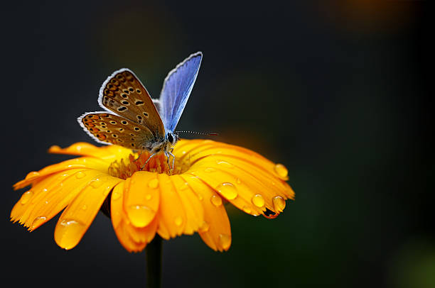 blue butterfly on yellow flower