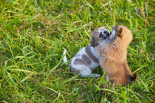 istock Two lovely puppy playing outdoor 545095050