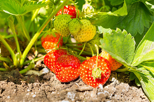 istock strawberries growing in the garden 545095566