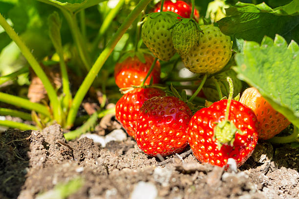 istock ripe red strawberries growing in the garden 545096024