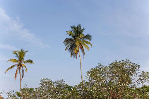 Beautiful landscape, tropical palm beach