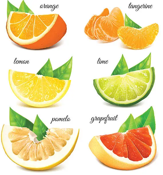 Vector illustration of Fresh citrus fruits.