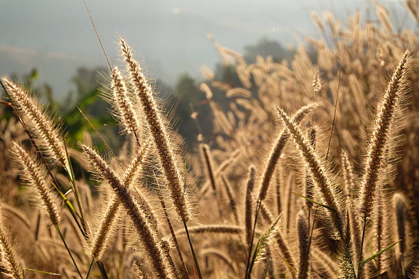 istock Flower Grass field zoom-in with backlit. 545100456