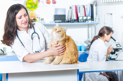 Fluffy red cat on a veterinary inspection. The cat sitting on a examination table. The cat in looking up. Attractive woman veterinarian holding the cat in her arms. She is looking at the cat. Female laboratory technician looking into a microscope while sitting behind the woman veterinarian. Shooting in the veterinary clinic