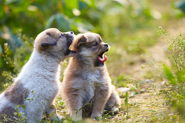 istock Two lovely puppy playing outdoor 545100910