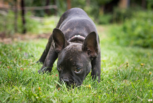 istock French bulldog puppy in the park 545101310