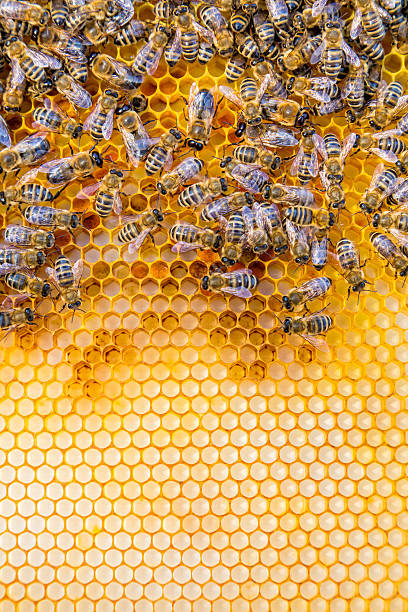 istock Close up view of the working bees on honey cells 545102216