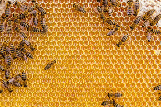 istock Close up view of the working bees on honey cells 545102368