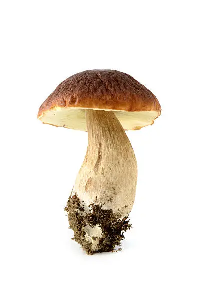 penny bun mushroom on isolated white background