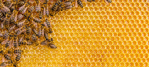 close up view of bees el trabajo sobre las células de miel - bee macro insect close up fotografías e imágenes de stock
