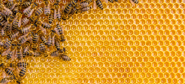 Close up view of the working bees on honey cells, copyspace for text