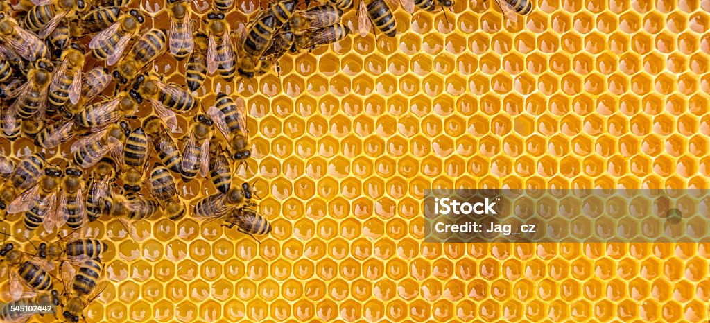 Close up view of the working bees on honey cells Close up view of the working bees on honey cells, copyspace for text Bee Stock Photo
