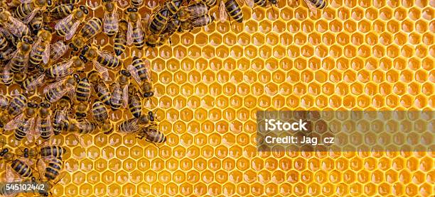 Close Up View Of The Working Bees On Honey Cells Stock Photo - Download Image Now - Bee, Honeycomb - Animal Creation, Hexagon