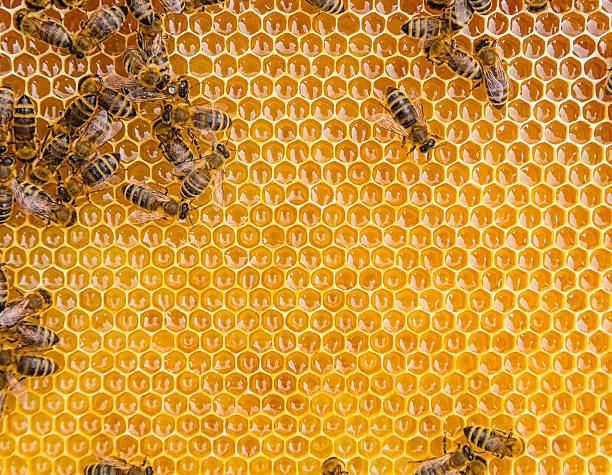istock Close up view of the working bees on honey cells 545102490