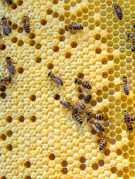 istock Close up view of the working bees on honey cells 545102582