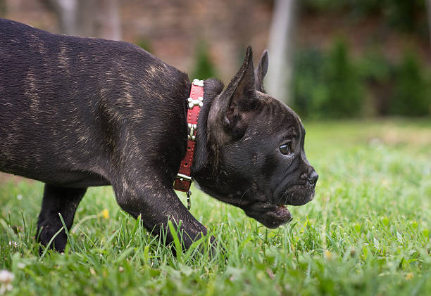istock French bulldog puppy in the park 545102722