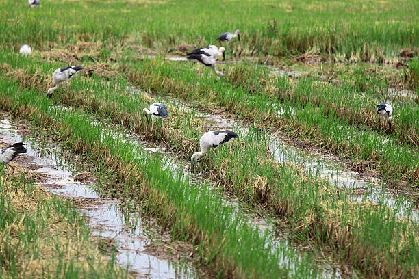 Covey of egret on harvested rice field stock photo