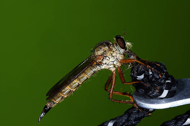 istock Close up of robber fly (Asilidae) or assassin fly 545103160