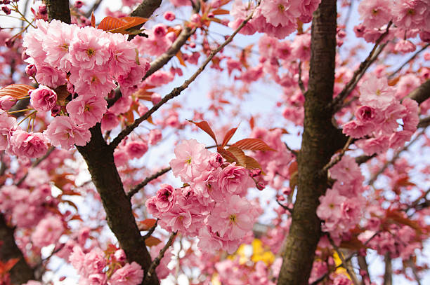 flor de cerezo rosa fresca contra un cielo brillante - fressness fotografías e imágenes de stock